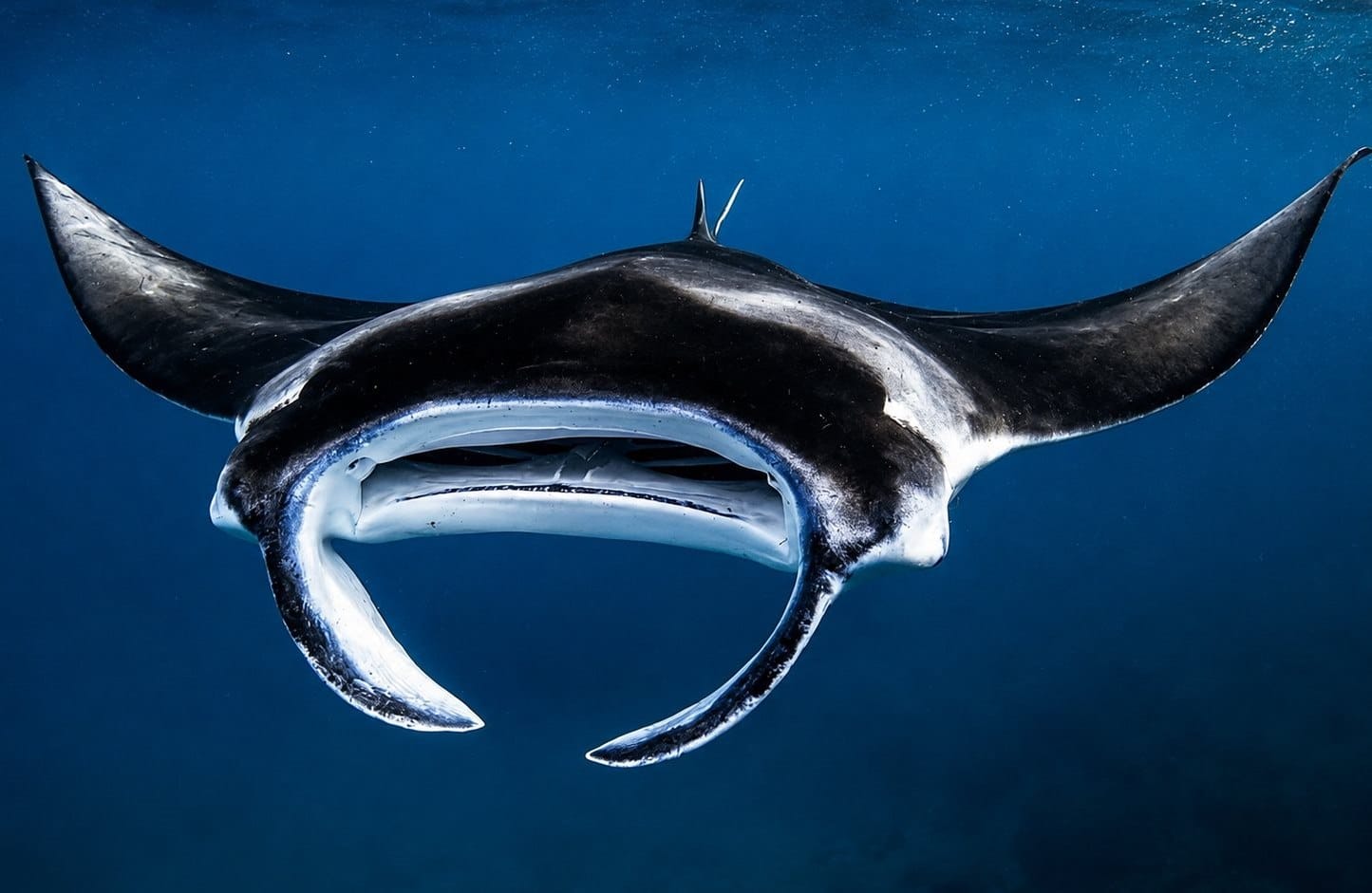 Manta ray gliding through clear water near Maamigili, Maldives