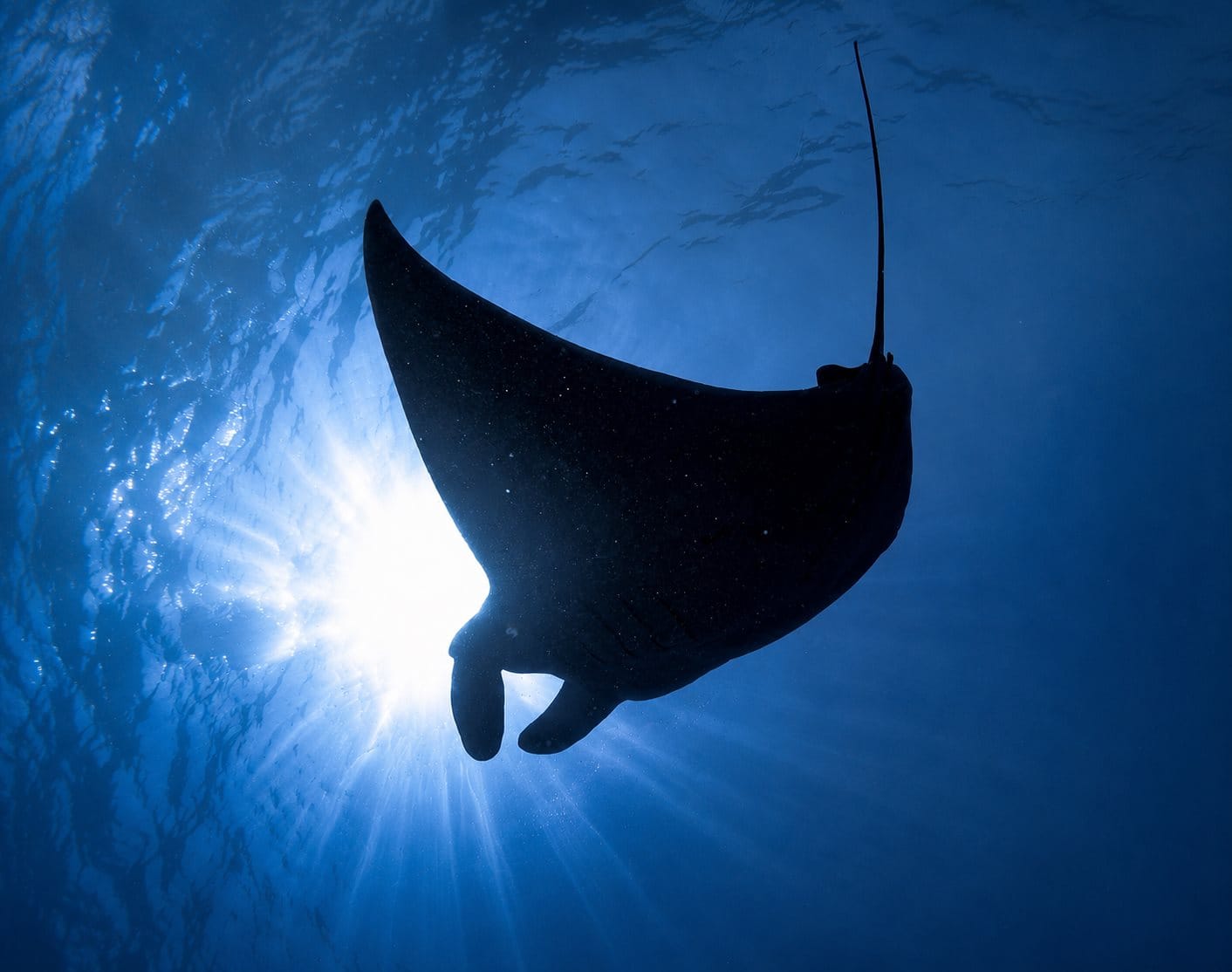 Manta ray silhouette seen from below in turquoise Maldivian water