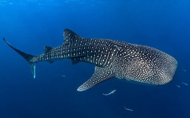 Whale Shark Snorkeling