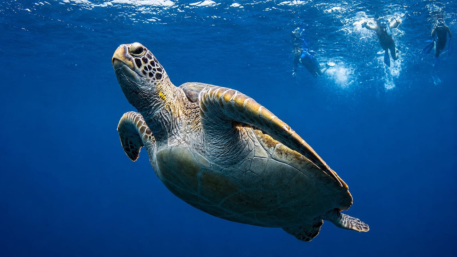 Snorkellers swimming alongside a sea turtle in the Maldives