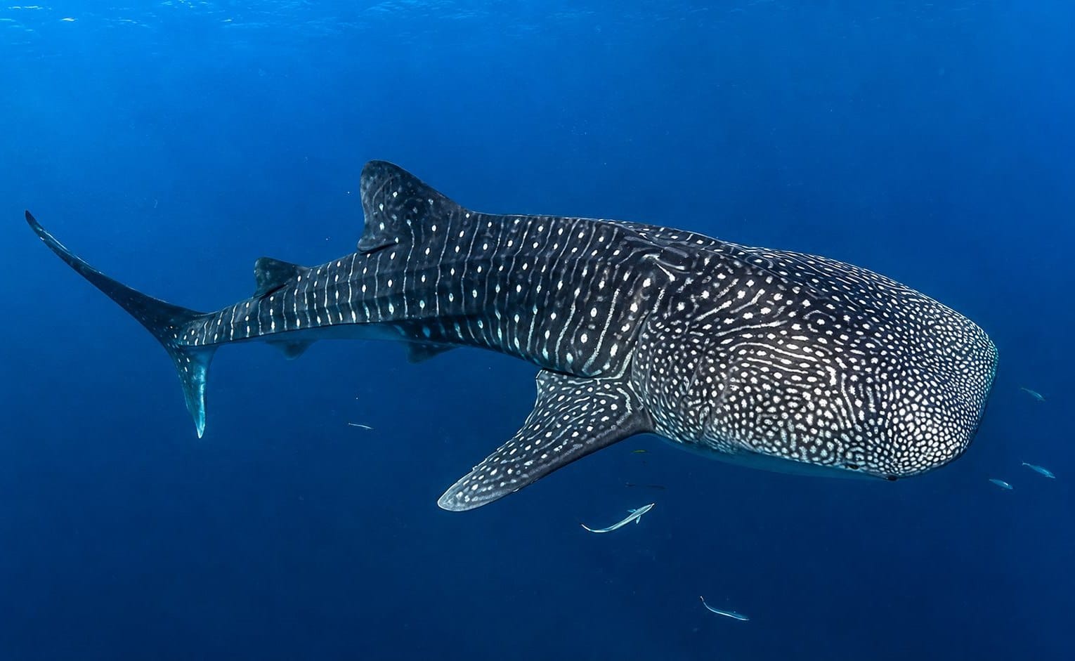 Whale shark swimming near the surface in South Ari Atoll, Maldives